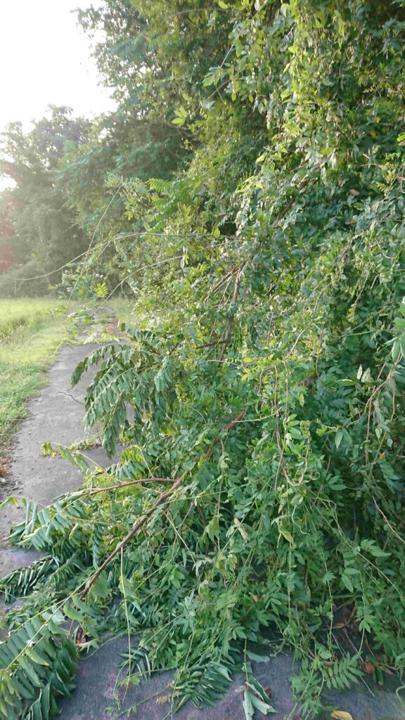 荒れた山から倒れ込んだ立木