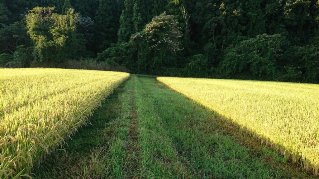 太陽エネルギーで育った米