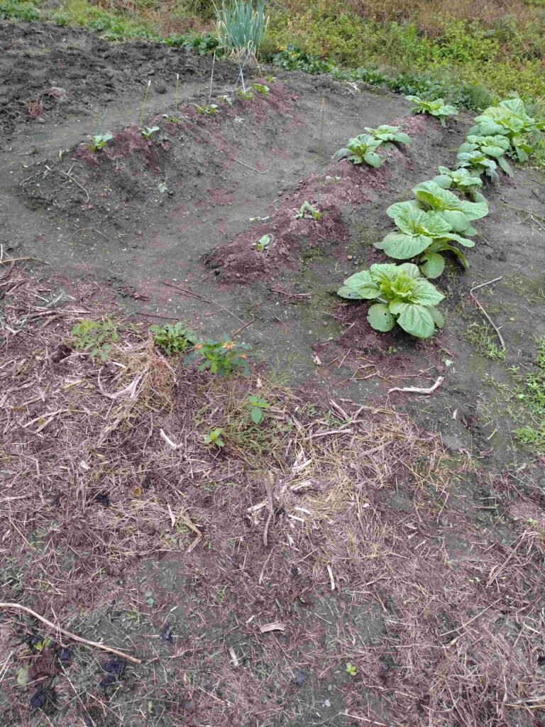 植え替えから２週間後、右一列の白菜の成長が著しい