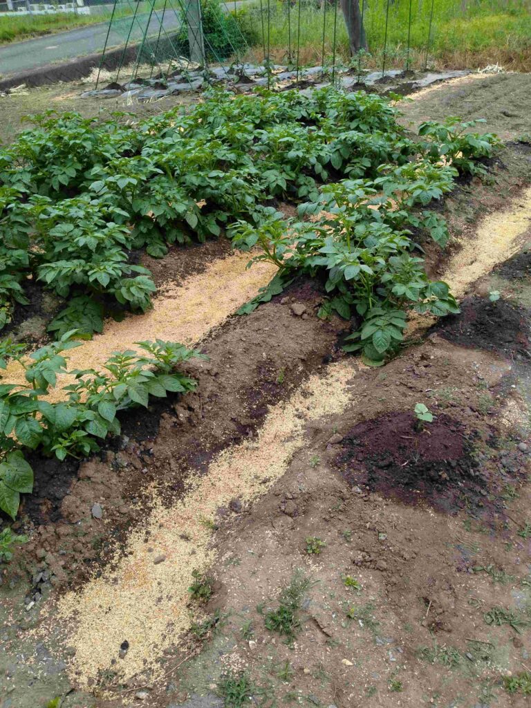 父は気を失うような転倒をしながら支柱を立て夏野菜を作っていたと思えば、次は収穫に手間のかかるサツマイモを作りました