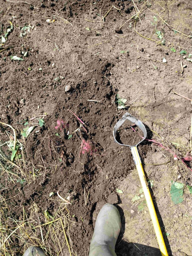 深く植わっているサツマイモの収穫は子供の助けに入る