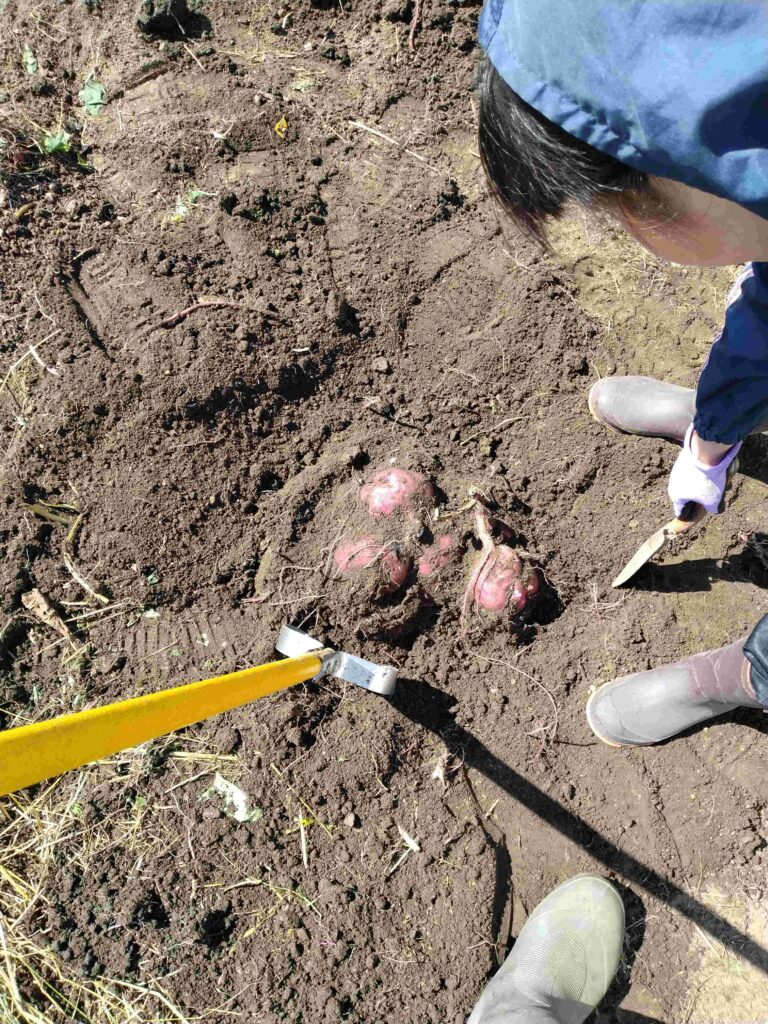 採りやすい状態にしたら、後は子供に任す