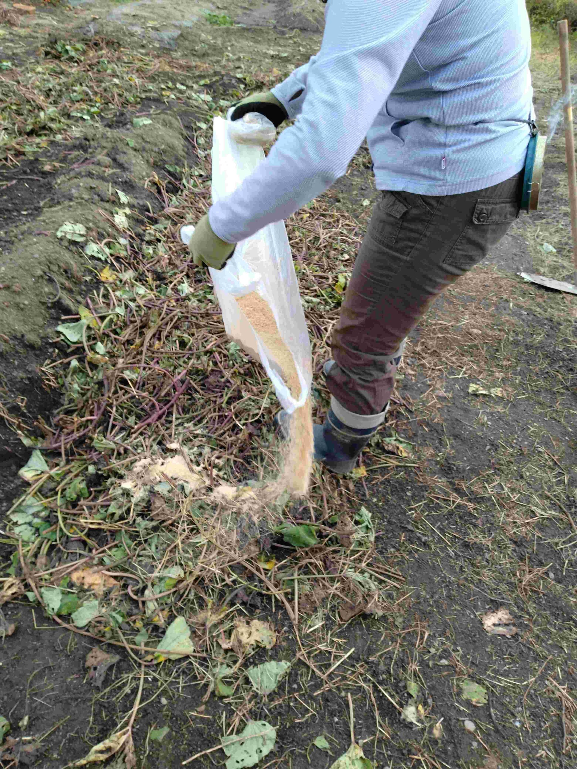 残渣を小間切れにして、糠をかけて埋め、堆肥化を目指します