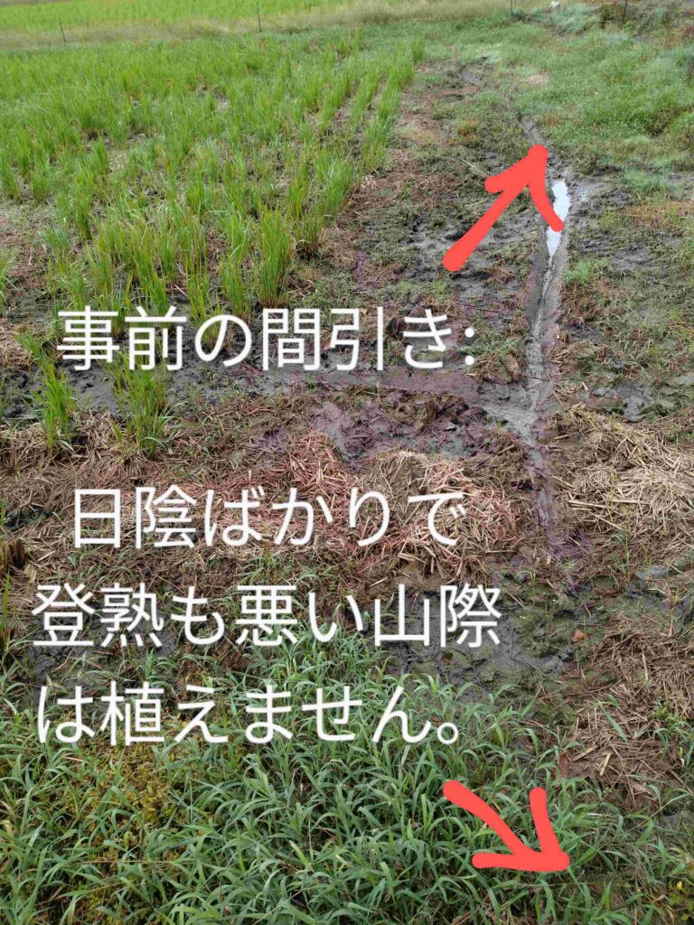 山の陰になっており日照時間が短い圃場は、最初からあまり良いお米が穫れないと分かっているため、植えていません。